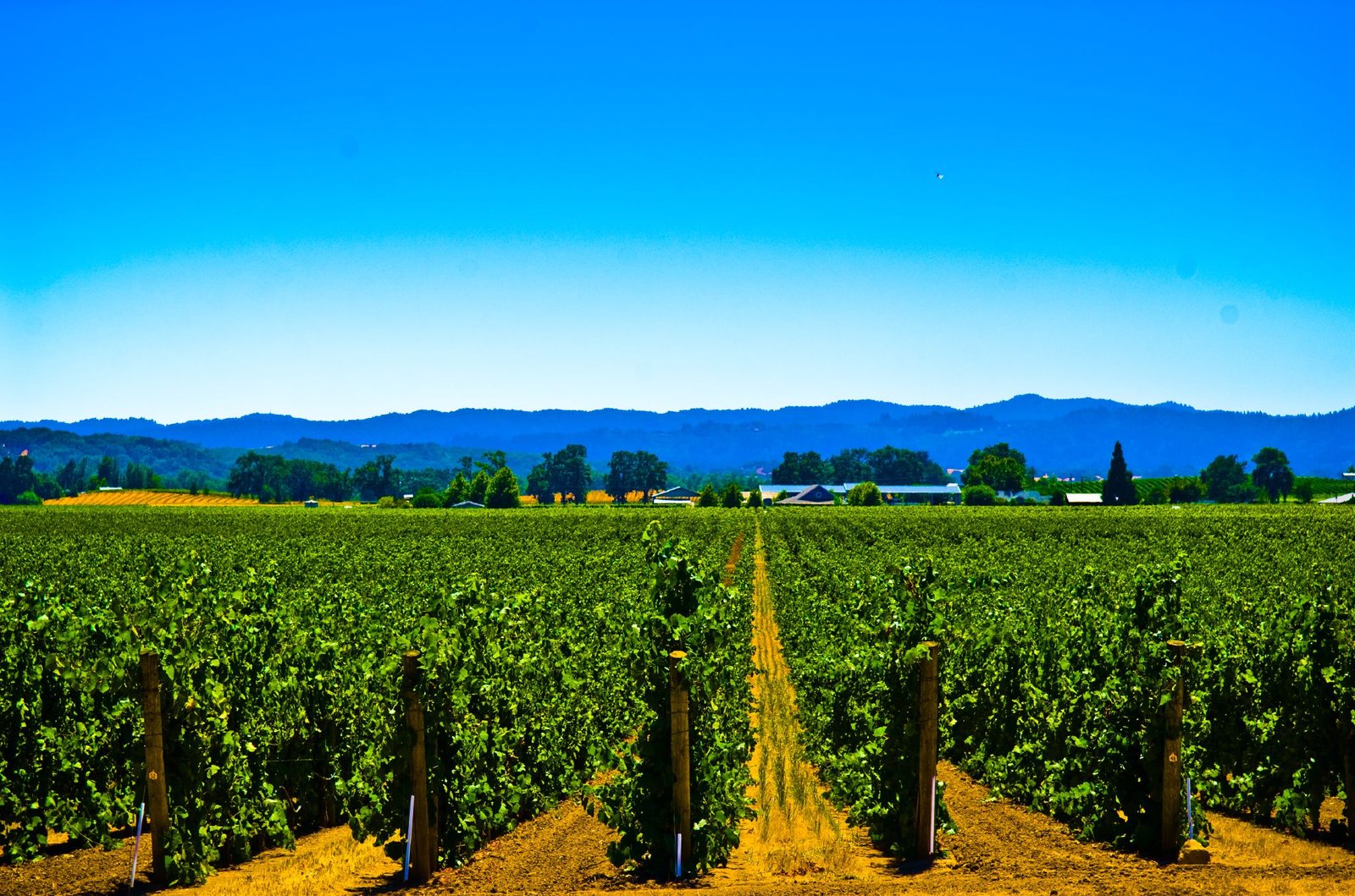 Sonoma vineyard plate — geography of the eStCru investment spine, not a portrait verdict.