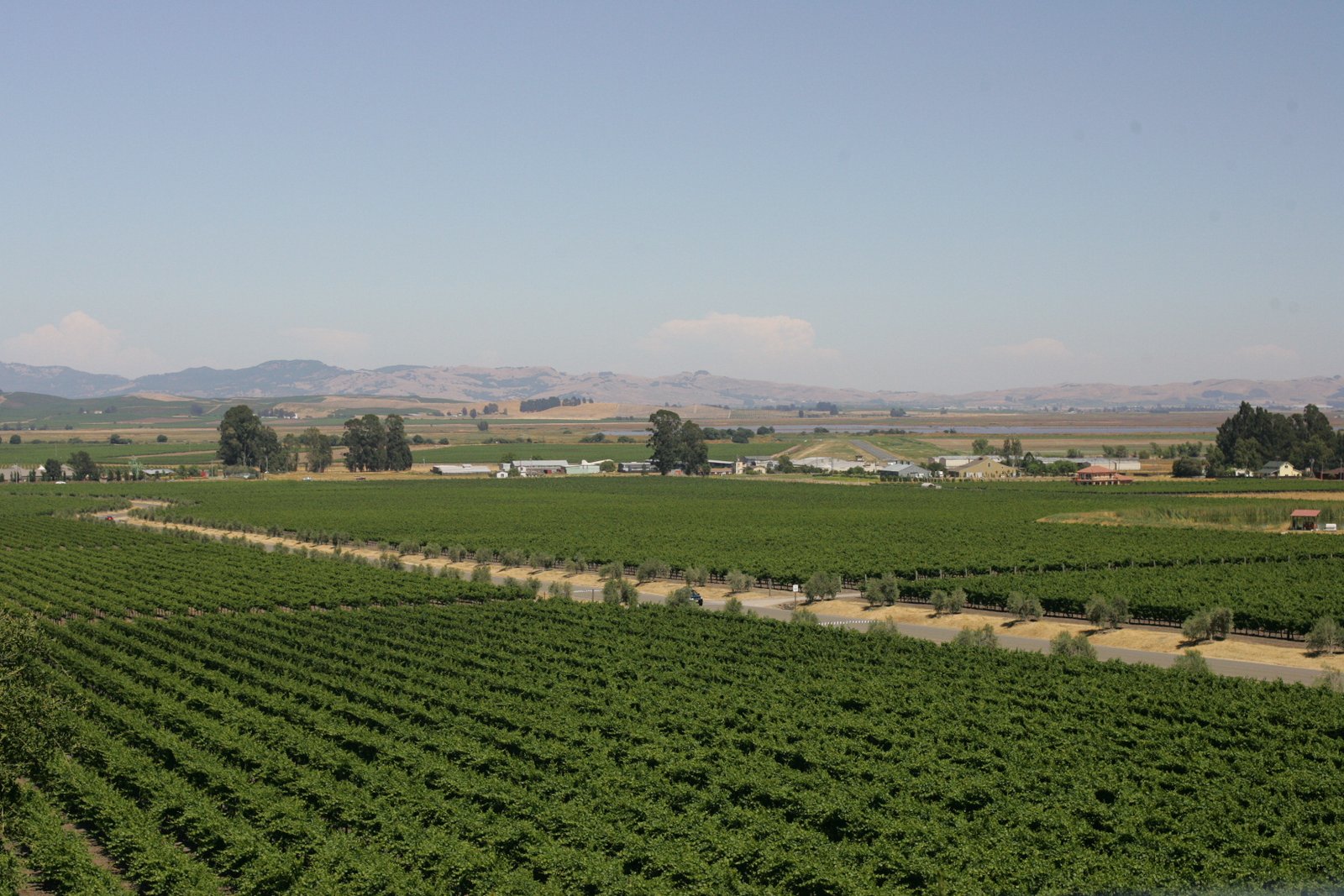Sonoma vines — industry romance behind a written 200% return promise.